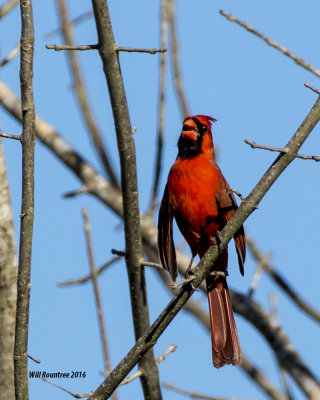 5F1A4138 Northern Cardinal.jpg
