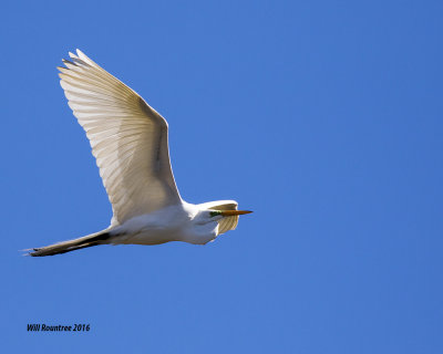 5F1A4146 Great Egret.jpg
