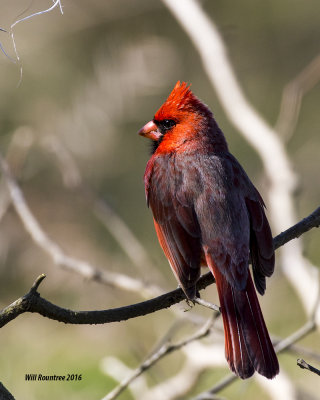 5F1A4169 Northern Cardinal.jpg