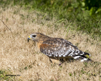 5F1A4192 Red-shouldered Hawk.jpg