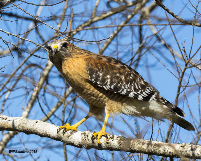 5F1A4196 Red-shouldered Hawk.jpg