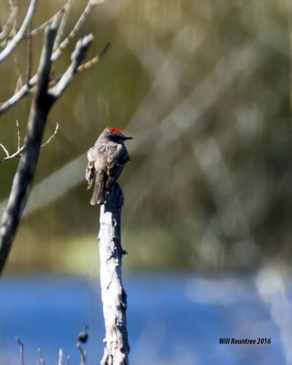 5F1A4214 Vermillion Flycatcher.jpg