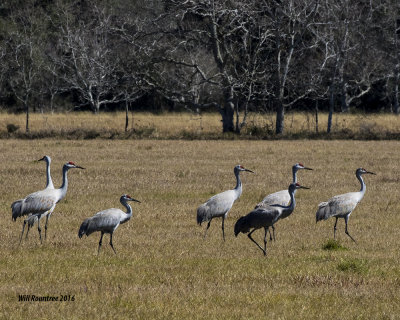 5F1A4231 Sandhill Cranes.jpg