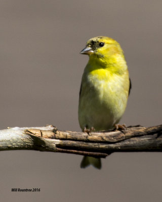 5F1A4286 American Goldfinch.jpg
