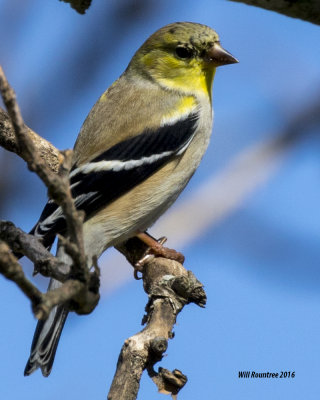 5F1A4350 American Goldfinch.jpg