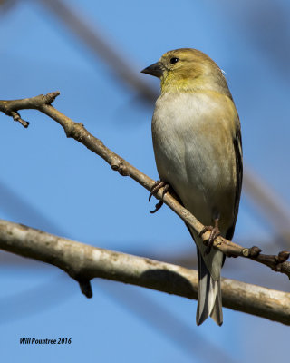 5F1A4362 American Goldfinch.jpg