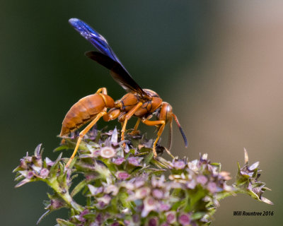 5F1A4417 Red Wasp.jpg