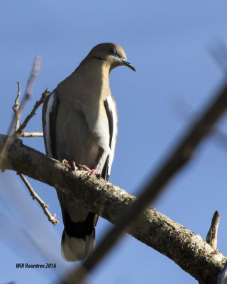 5F1A4497 White-wing Dove.jpg