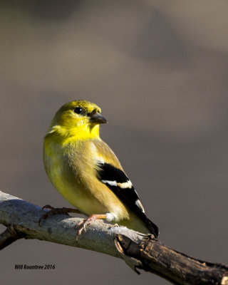5F1A4538 American Goldfinch.jpg