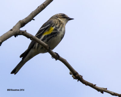 5F1A4617 Yellow-rumped Warbler.jpg