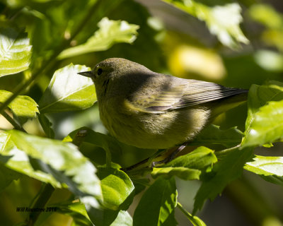 Orange-crowned Warbler -- wet