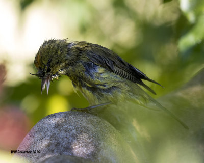 5F1A3865 Orange-crowned Warbler.jpg