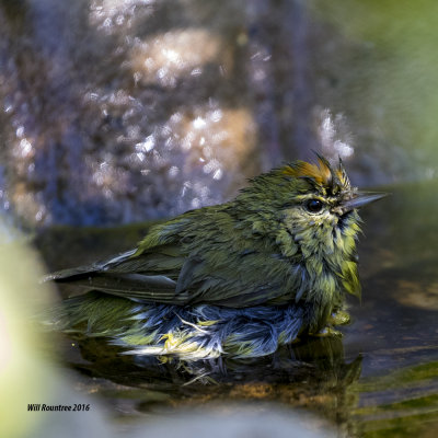 5F1A3871 Orange-crowned Warbler.jpg