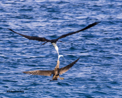 5F1A4759 Frigatebird and Brown Booby.jpg