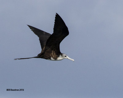 5F1A4770 Frigate Bird.jpg