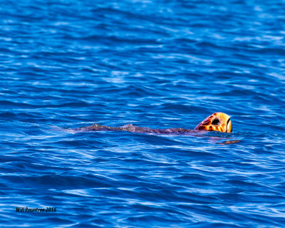 5F1A4827 Sea turtle.jpg