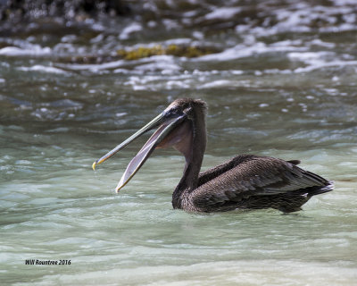 5F1A4889 Brown Pelican.jpg