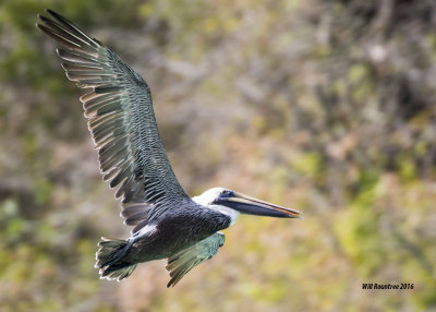 5F1A4864 Brown Pelican.jpg