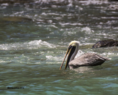 5F1A4875 Brown Pelican.jpg