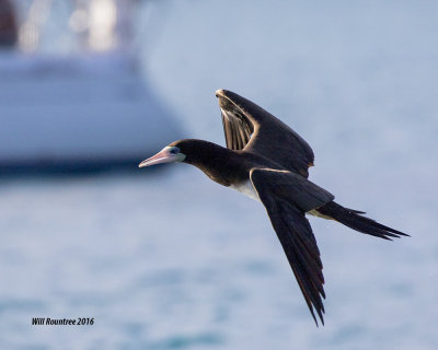 5F1A4906 Brown Booby.jpg