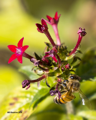 5F1A4986 Honey Bee.jpg