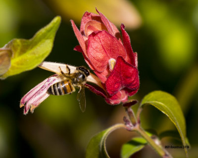 5F1A4999 Honey Bee.jpg