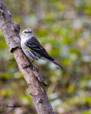 5F1A5068 Yellow-rumoed Warbler.jpg