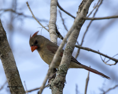 5F1A5095 Northern Cardinal.jpg