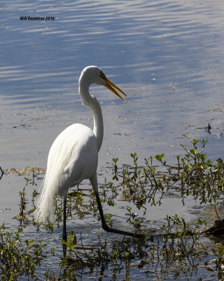 5F1A5146 Great Egret.jpg