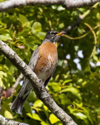 5F1A5162 American Robin.jpg