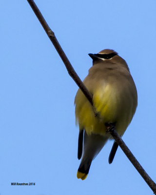 5F1A5184 Cedar Waxwing.jpg