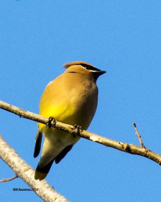 5F1A5206 Cedar Waxwing.jpg