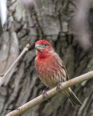 5F1A5243 House Finch.jpg