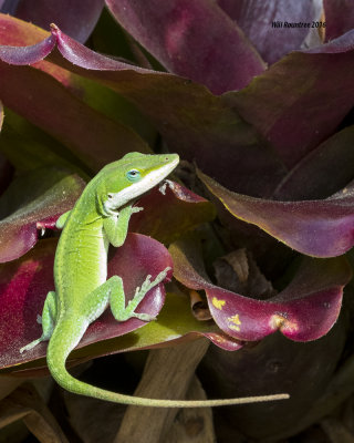 5F1A5273 Green Anole.jpg