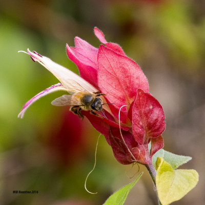 5F1A5266 Shrimp Plant.jpg