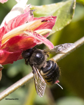 5F1A5307 Xylocopa tabaniformis parkinsoniae.jpg