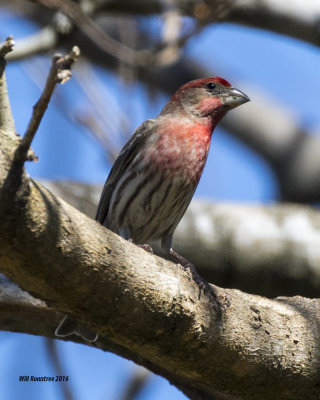 5F1A5347 House Finch.jpg