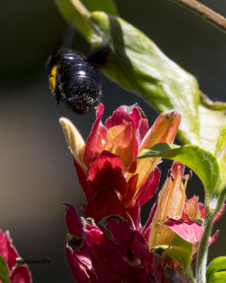 5F1A5401 Southern Carpenter Bee.jpg