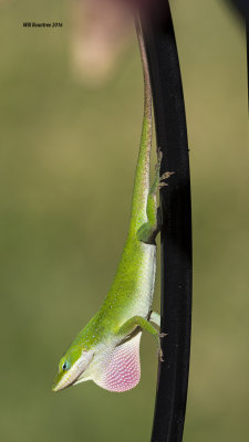 5F1A5434 Green Anole.jpg
