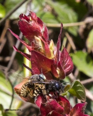 5F1A5453 Xylocopa tabaniformis parkinsoniae.jpg