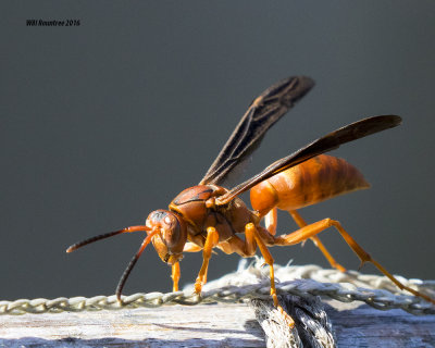 5F1A5581 Red Wasp.jpg