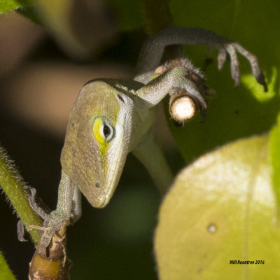 5F1A5605 Green Anole.jpg