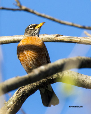 5F1A5617 Robin.jpg