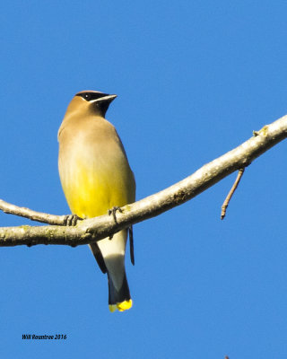 5F1A5621 Cedar Waxwing.jpg