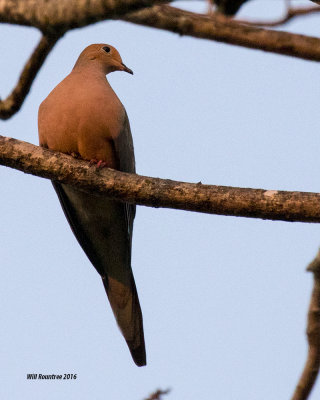 5F1A5629 Mourning Dove.jpg