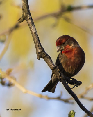 5F1A5690 House Finch.jpg