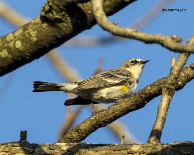 5F1A5711 Yellow-rumped Warbler.jpg