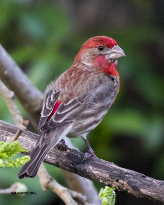 5F1A5856 House Finch.jpg
