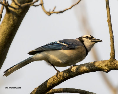5F1A5871 Blue Jay.jpg