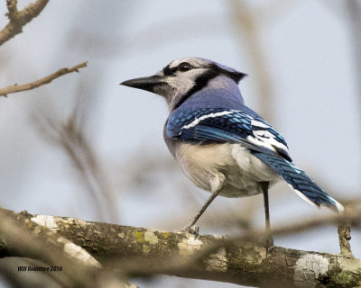 5F1A5894 Blue Jay.jpg